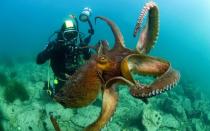 Гигантски октоподи: снимки, имена Най-големите октоподи